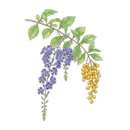 デュランタのイラスト