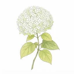 アナベルのイラスト
