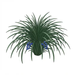 ジャノヒゲのイラスト