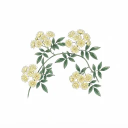 モッコウバラのイラスト