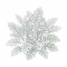 シロタエギクのイラスト